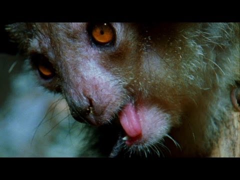 World's Weirdest - The Demon Primate