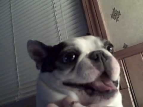 Boston Terrier dog likes his belly tickled! Funny face ~ CUTE! (Original)