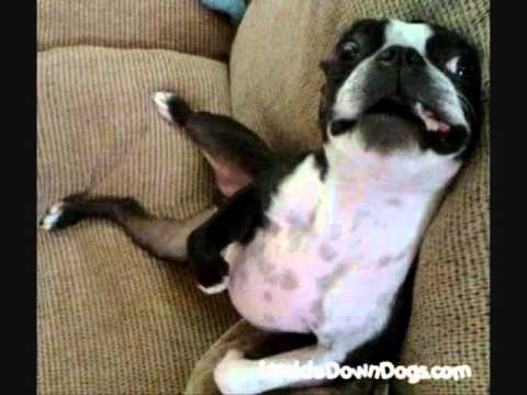 BOSTON TERRIER SEXY AND I KNOW IT!! by LMFAO