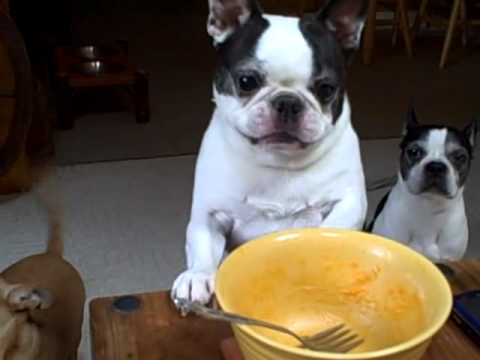 Mackie Boston Terrier dog wants mac & cheese! FUNNY Cute! (ORIGINAL)