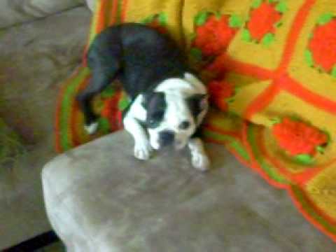 Guilty Boston Terrier