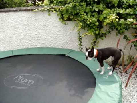 Boston Terrier bouncing on trampoline