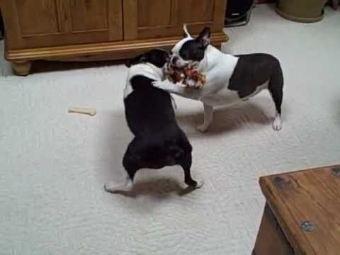 Boston Terrier dogs FUNNY dog shenanigans CUTE puppies (Original)