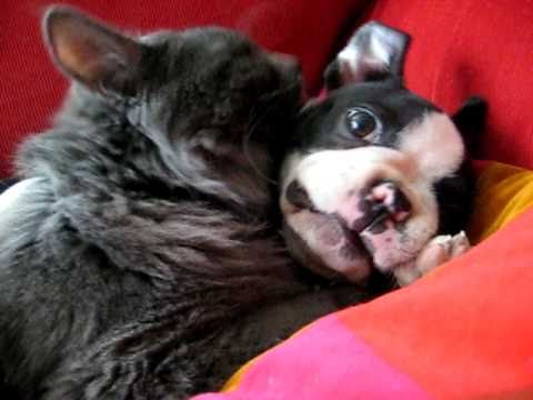 Boston Terrier Vs. Kitten