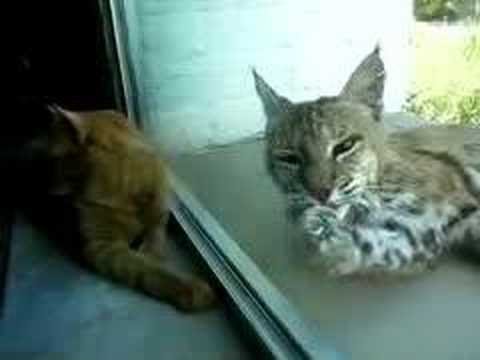 Indoor cat and bobcat