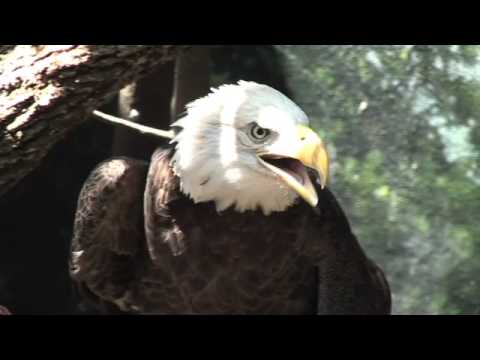 Liberty the Bald Eagle