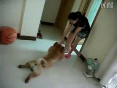 Dog plays dead to avoid taking a bath!