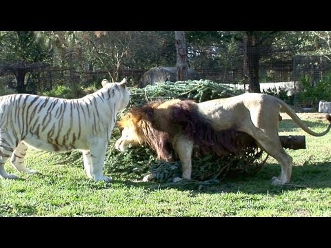 Christmas Tree Massacre!