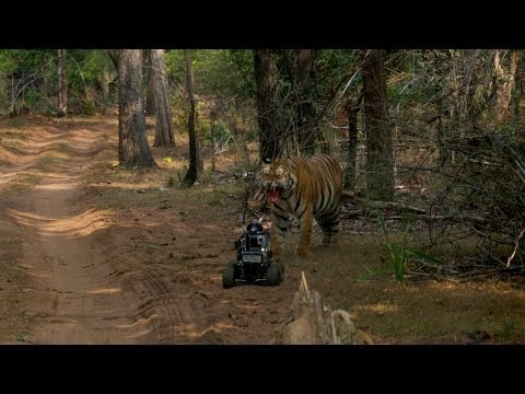 National Geographic Live! - Robot vs. Tiger