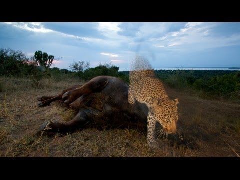 National Geographic Live! - Joel Sartore: Capturing Endangered Species