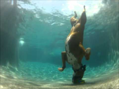 Pool diving Boxer dog, he swims under water!