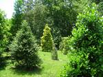 Holly (Ilex species) collection, at the University of Tennessee Arboretum, Oak Ridge, Tennessee, USA.