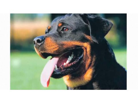 Understanding Dog Breeds: Rottweiler