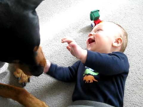 Rottweiler causing a baby laugh attack