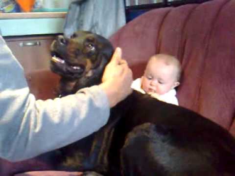 Rottweiler Protecting Baby