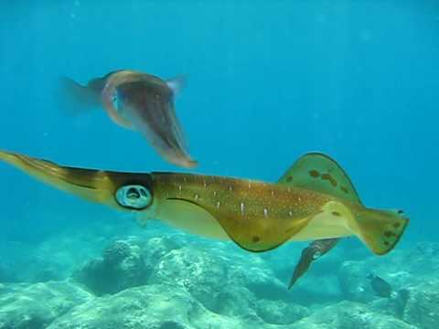 Swimming Squid at Sharks Cove on North Shore Oahu, HI July 4, 2010