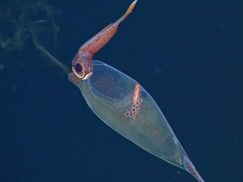 Anthology of Deep-Sea Squids