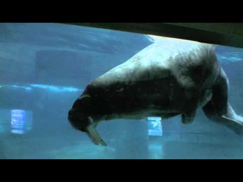 Oceanographic Underwater Museum (Aquarium) at Spain / Valencia (HD)