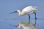 Eurasian Spoonbill in Texel, the Netherlands.