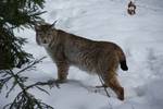 L. lynx in Nationalpark Bayerischer Wald, Germany. The Eurasian Lynx was exterminated in Germany in 1850.