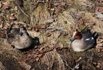 Eurasian widgeon duck couple known as Anas penelope seen in Hupisaaret islands park in Oulu.