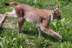 Eurasian lynx at a zoo in southern Sweden, Skånes djurpark.