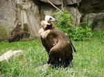 A Eurasian black vulture.