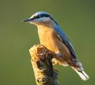 Eurasian Nuthatch.(普通鳾)