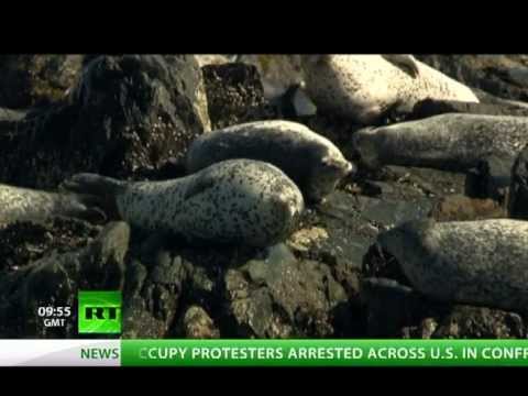 Storming Sea Wilderness: White & killer whales in their milieu