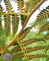 Tree Fern Spores San Diego, CA