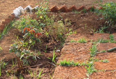 planting of rose saplings in the garden at the time of fall for winter future - nature