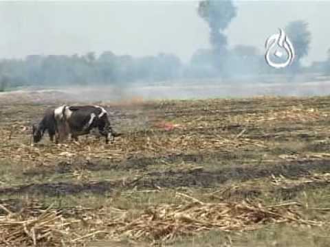 Agriculrutal Mechanization in Pakistan/Zarkhaiz 3