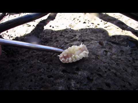 Creepy parasite removed from fish's mouth - Cymothoa Exigua