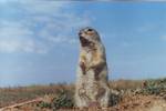 The speckled ground squirrel is a native of the east Ukrainian steppes