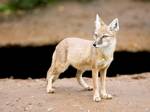 Corsac Fox (Vulpes corsac), also known as Steppe Fox