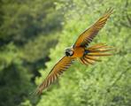 A Blue-and-yellow Macaw flying at Pont-Scorff Zoo, Morbihan, Brittany, France.