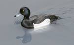 The Tufted Duck, Aythya fuligula, is a medium-sized diving duck with a population of close to one million birds.