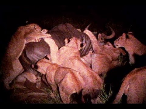 Lions: Nighttime Hunters