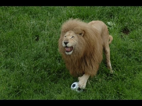 The Lion That Plays Football