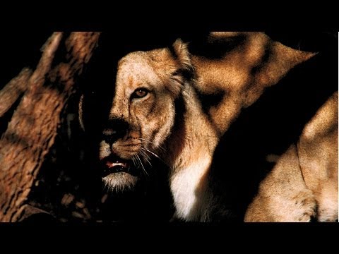 National Geographic Live! - Face-Off with a Lion