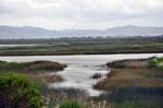 The Suisun Marsh is named for the Suisunes, a Patwin sub-tribe, who inhabited the area around 200 years ago.