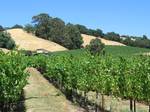 While the most expansive vineyards in Sonoma County lie within the Alexander, Russian River and Sonoma Valleys, Santa Rosa is home to several vineyards such as this one near Fountain Grove.