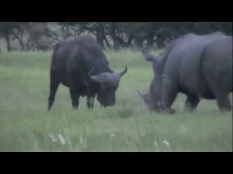 Rhino Kills African Buffalo (Not for Sensitive Viewers)