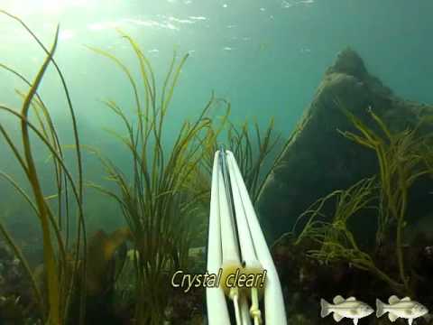 Mullet Spearfishing Guernsey 2.wmv