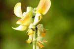 Ants on the flower - insect - nature