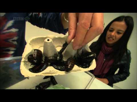 Museum Of Life 5/6 Power Of Insects (BBC)