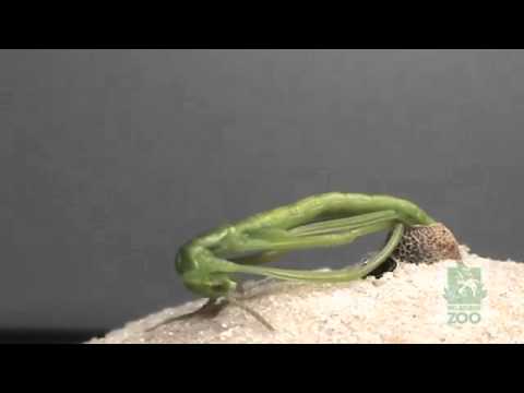 Stick Insect Hatching