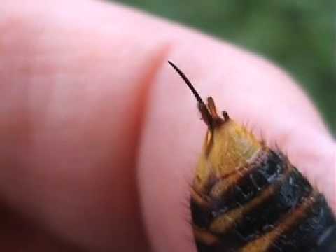 Basic Insect Anatomy - Asian Giant Hornet Suzumebachi