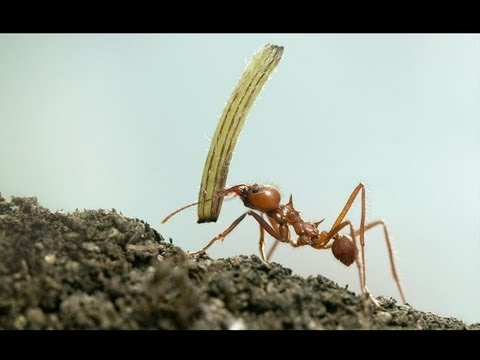 10 Incredibly Strong Insects