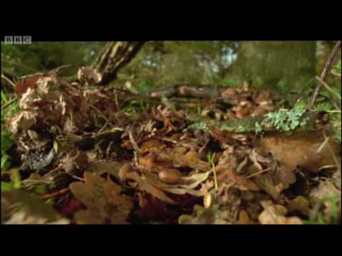 Life of Insects - Attenborough: Life in the Undergrowth - BBC